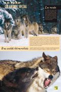 loup-31