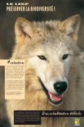 loup-91